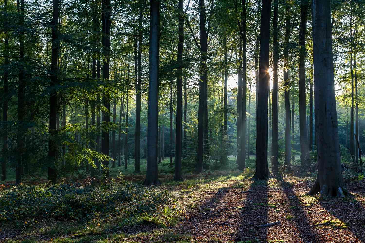 Влияние лесного покрова на климатические изменения