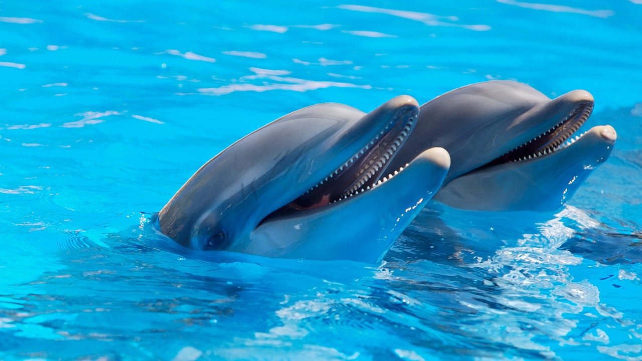 Мир дельфинов: о распределении питания, общении и жизни в свободной природе